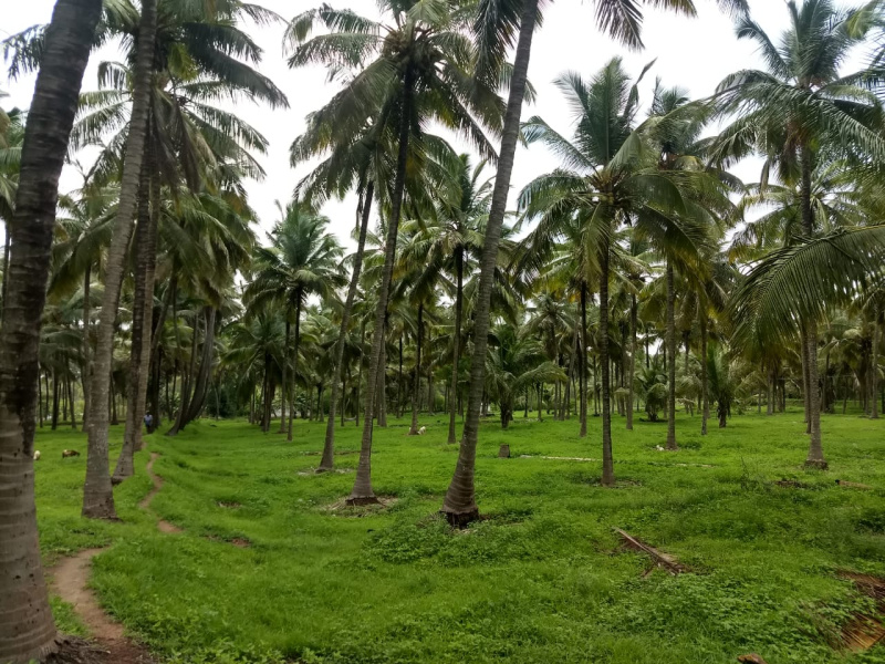  Agricultural Land 5 Acre for Sale in Vadanappally, Thrissur