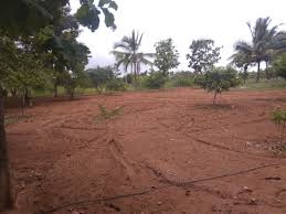  Agricultural Land 2 Acre for Sale in Chittoor, Palakkad