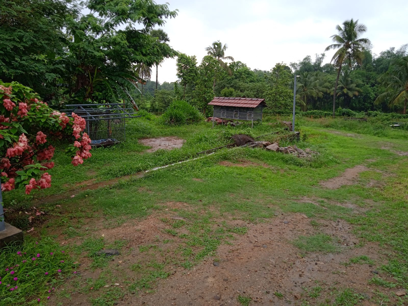  Commercial Land 1100 Cent for Sale in Vadakkencherry, Palakkad