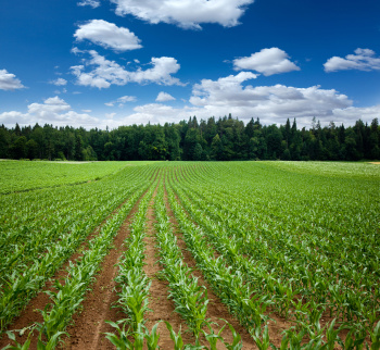  Agricultural Land for Sale in Pallassana, Palakkad