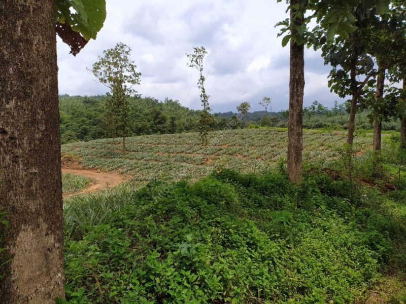  Agricultural Land 15 Cent for Sale in Vadakkencherry, Palakkad