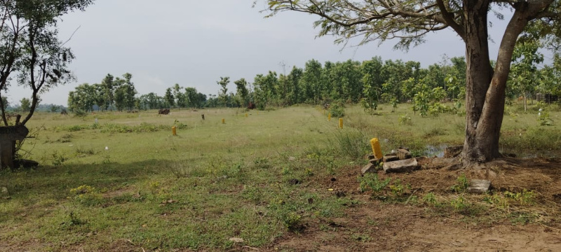  Commercial Land 40 Cent for Sale in Palakkayam, Palakkad