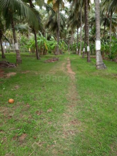  Agricultural Land 17 Acre for Sale in Kollengode, Palakkad