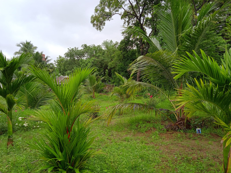  Commercial Land 3 Acre for Sale in Peermade, Idukki