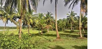  Agricultural Land 176 Cent for Sale in Polpully, Palakkad