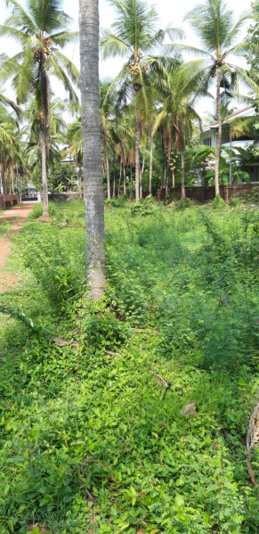  Residential Plot 12 Cent for Sale in Alathur, Palakkad