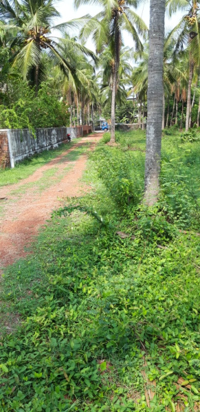  Residential Plot 6 Cent for Sale in Chandranagar Colony, Palakkad