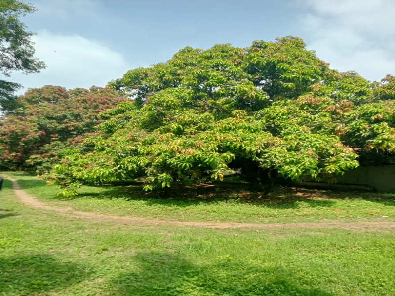  17 Cent Residential Plot for Sale in Vadakkencherry, Palakkad