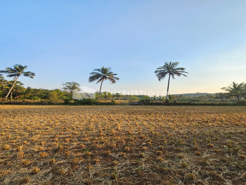  19 Cent Residential Plot for Sale in Pattambi, Palakkad