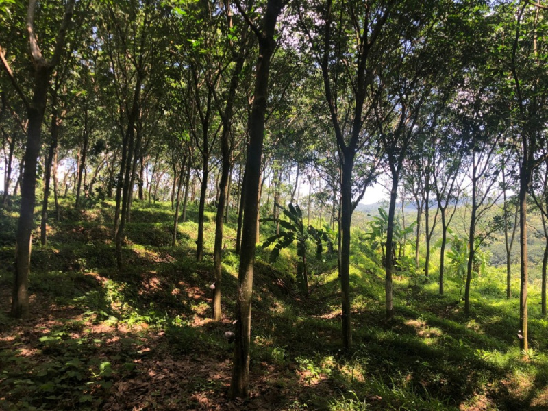  74 Cent Residential Plot for Sale in Ottapalam, Palakkad