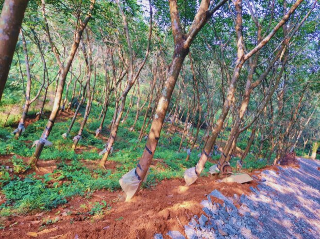  9 Acre Residential Plot for Sale in Kongad, Palakkad