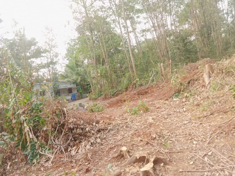  24 Cent Residential Plot for Sale in Kuzhalmannam, Palakkad