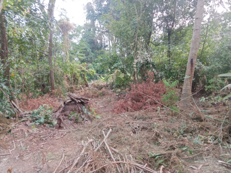  24 Cent Residential Plot for Sale in Kuzhalmannam, Palakkad