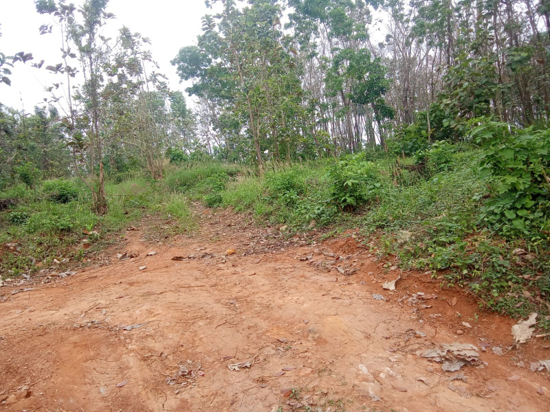  118 Cent Residential Plot for Sale in Arakkinar, Kozhikode