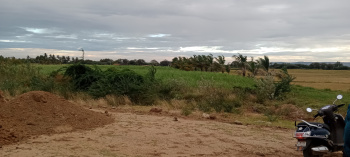 Agricultural Land for Sale in Kodimangalam, Madurai