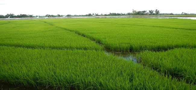 Agricultural Land 72 Bigha for Sale in