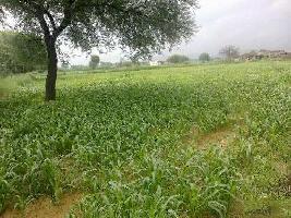  Agricultural Land for Sale in Khairthal, Alwar