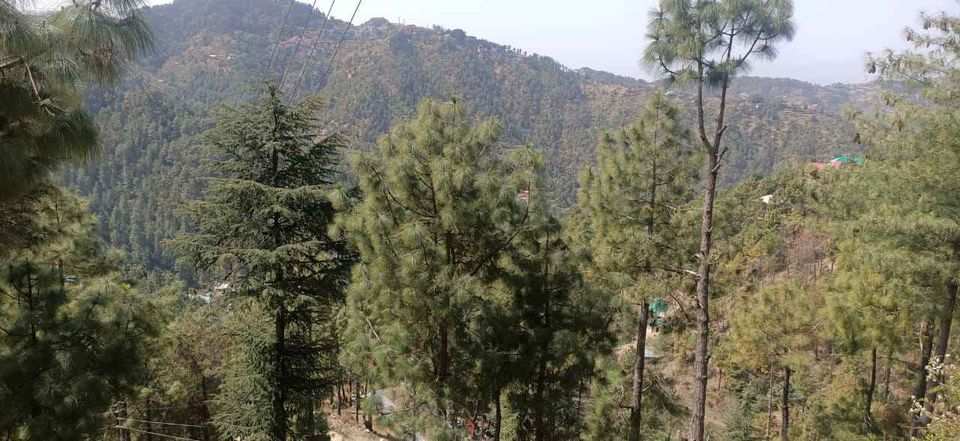  Commercial Land 6 Biswa for Sale in Summer Hill, Shimla