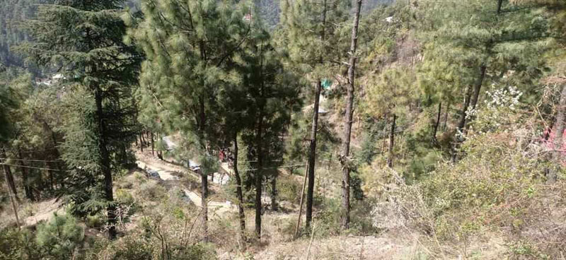  Commercial Land 6 Biswa for Sale in Summer Hill, Shimla