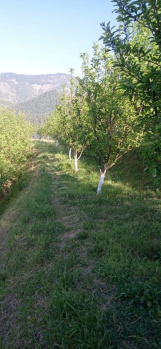  Agricultural Land for Sale in Theog, Shimla
