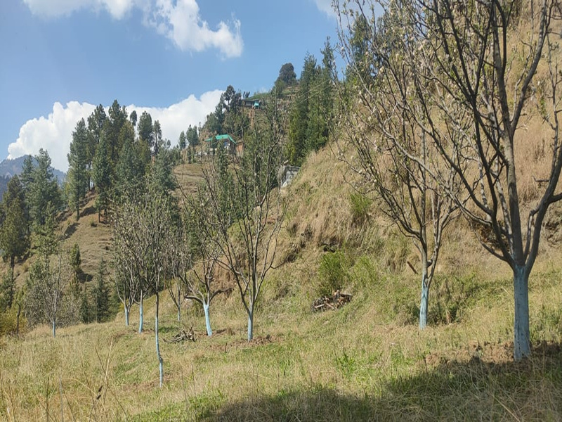 Farm Land for Sale in Theog, Shimla (REI1150675)