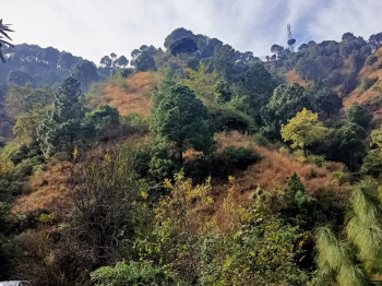 Agricultural Land for Sale in Kasauli, Solan