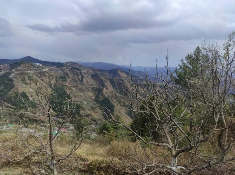  Agricultural Land 3 Bigha for Sale in Theog, Shimla