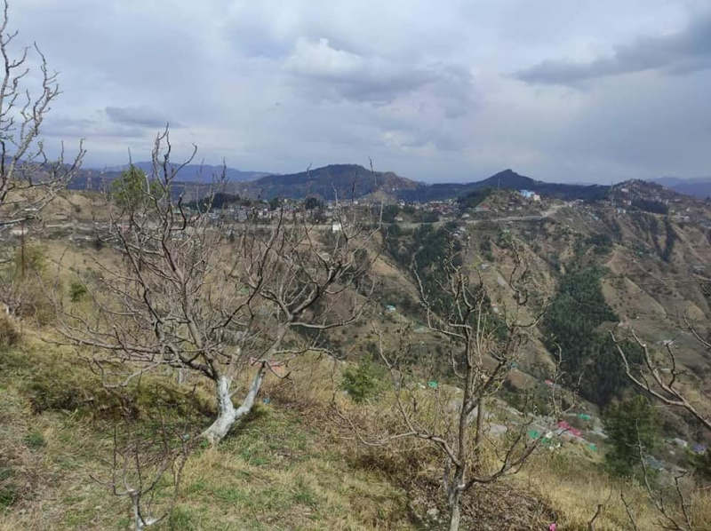  Commercial Land 46 Biswa for Sale in Theog, Shimla