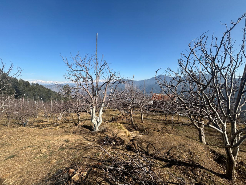  Agricultural Land 10 Bigha for Sale in Narkand, Shimla