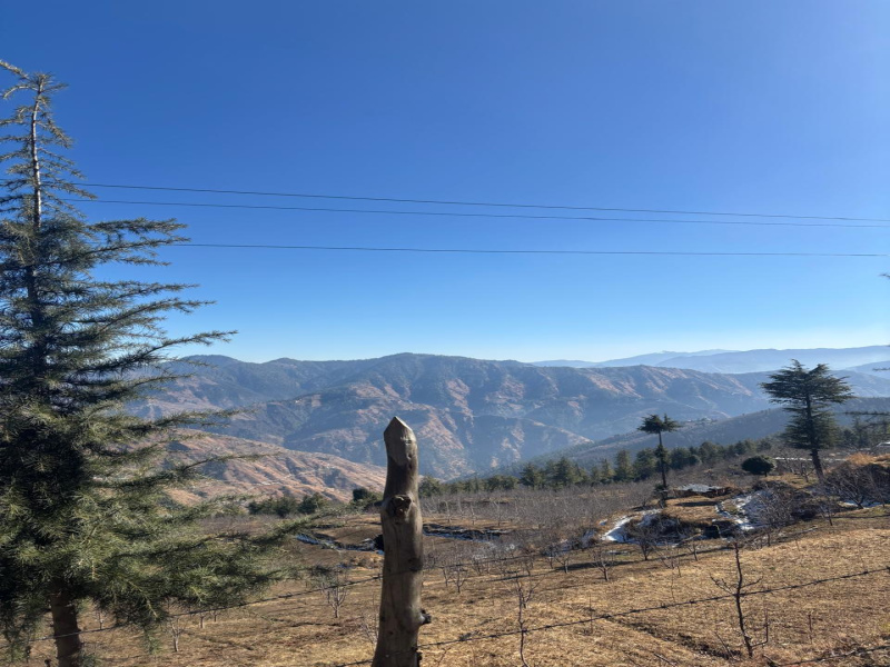  Agricultural Land 10 Bigha for Sale in Narkand, Shimla