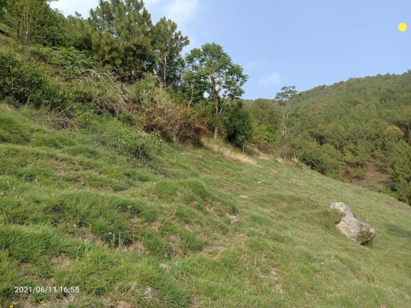  Commercial Land 3 Bigha for Sale in Naldehra, Shimla