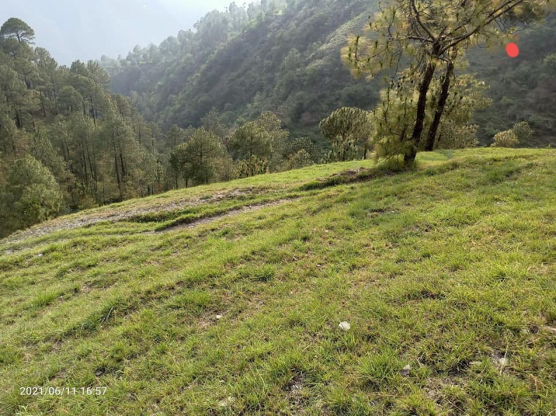  Commercial Land 3 Bigha for Sale in Naldehra, Shimla