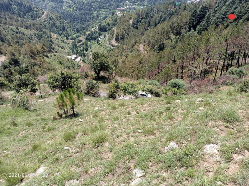  Commercial Land 3 Bigha for Sale in Naldehra, Shimla
