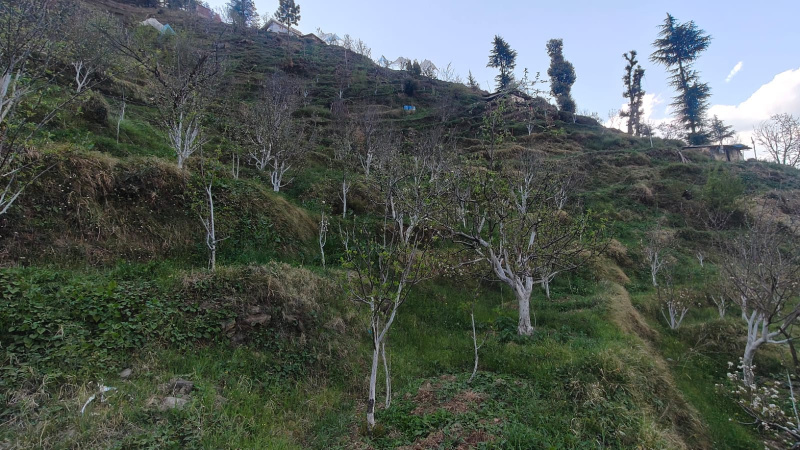  115 Biswa Agricultural/Farm Land for Sale in Kumarsain, Shimla