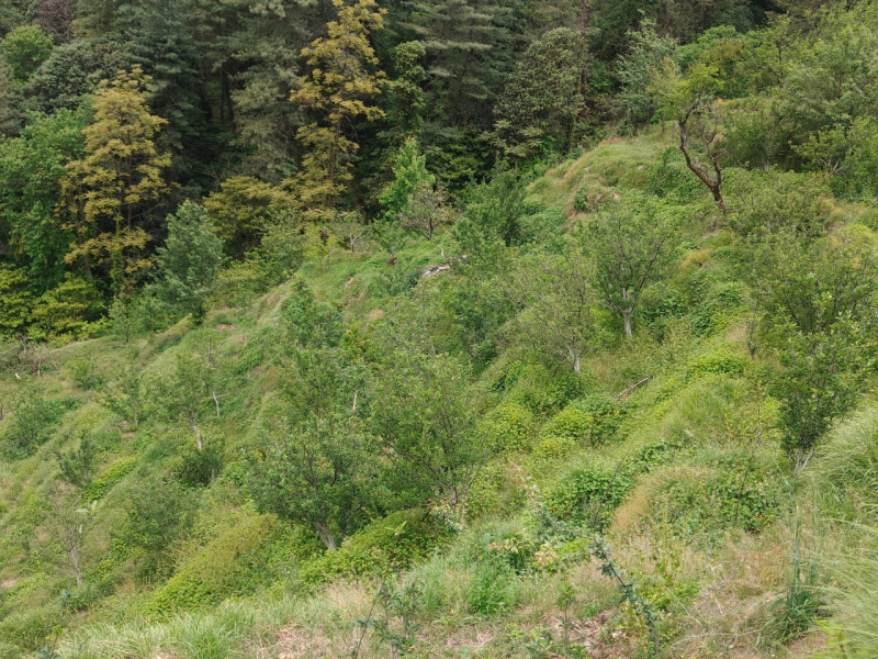  115 Biswa Agricultural/Farm Land for Sale in Kumarsain, Shimla