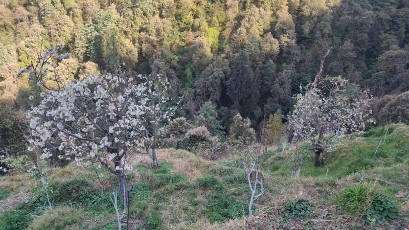  115 Biswa Agricultural/Farm Land for Sale in Kumarsain, Shimla