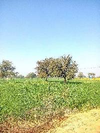  Agricultural Land for Sale in Bawal - (Rewari) - (Haryana), Dharuhera, Dharuhera