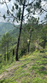  Agricultural Land for Sale in Kasauli, Solan