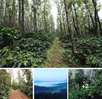  Agricultural Land 250 Acre for Sale in Kanathi, Chikmagalur