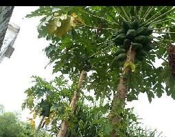 6 BHK Farm House for Sale in Niwar, Katni