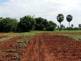  Agricultural Land for Sale in Manubolupadu, Nellore