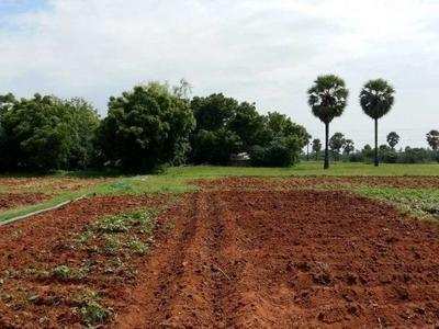 Agricultural Land 10 Acre for Sale in Manubolupadu, Nellore
