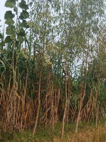 Agricultural Land 26 Bigha for Sale in Sardar Nagar, Pilibhit