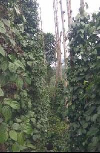  Agricultural Land for Sale in Kumbnayur, Kodaikanal
