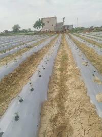  Agricultural Land for Sale in Pipar Sama, Shivpuri