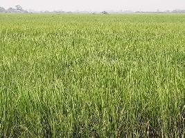  Agricultural Land for Sale in Rasulabad, Kanpur Dehat