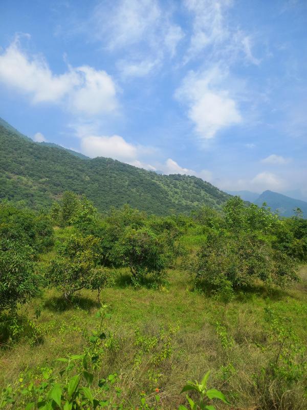  42 Acre Agricultural/Farm Land for Sale in Periyakulam, Theni