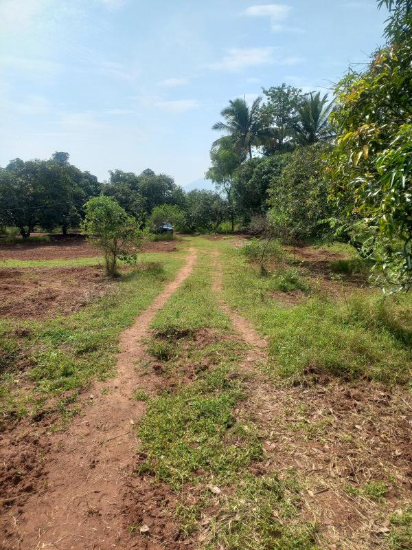  42 Acre Agricultural/Farm Land for Sale in Periyakulam, Theni