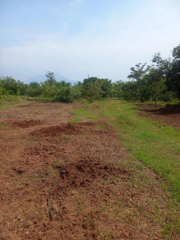  42 Acre Agricultural/Farm Land for Sale in Periyakulam, Theni