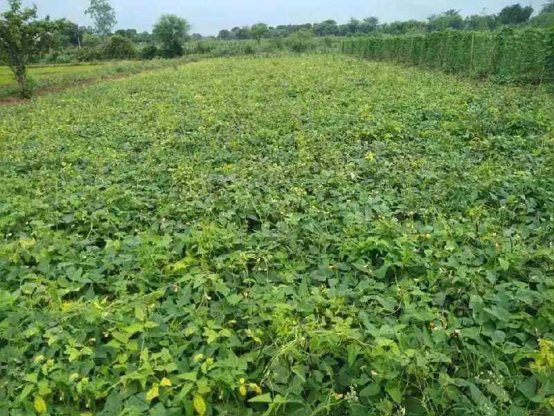 Agricultural Land 6 Acre for Sale in Patan, Durg